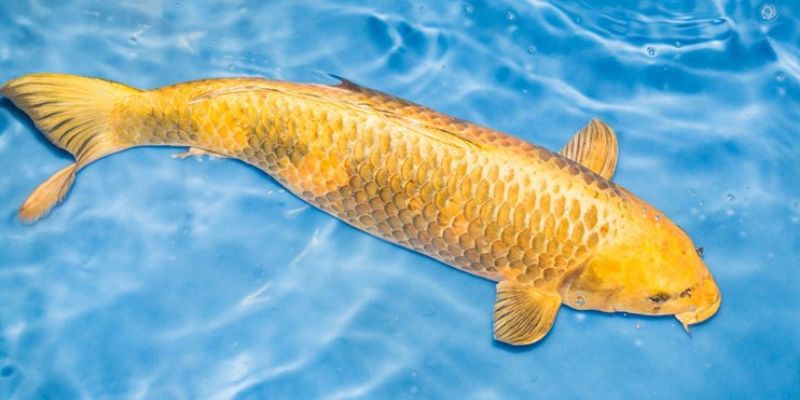 Khám Phá Sổ Mơ Thấy Cá Lô Đề Cùng SHBET Hiệu Quả An Toàn 3 Sổ mơ thấy cá lô đề trực tuyến tại SHBET